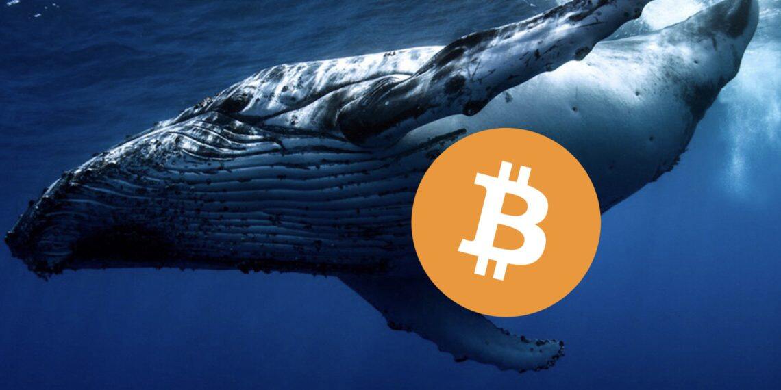 砸盘？沉睡九年巨鲸1周内转出1.5万枚比特币 部分流向币安、Kraken-第1张图片-比特派