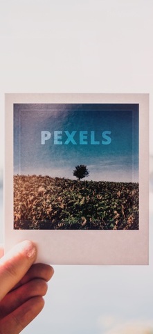 pexels安卓版
